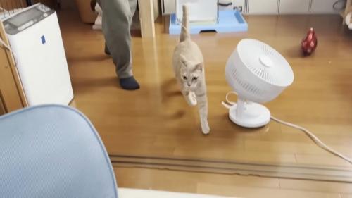 部屋の中で走る猫と人