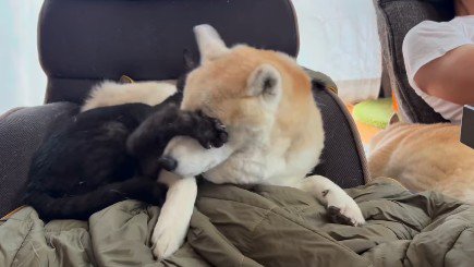 犬を止める猫