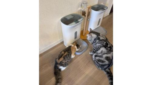 ごはん待ちの猫