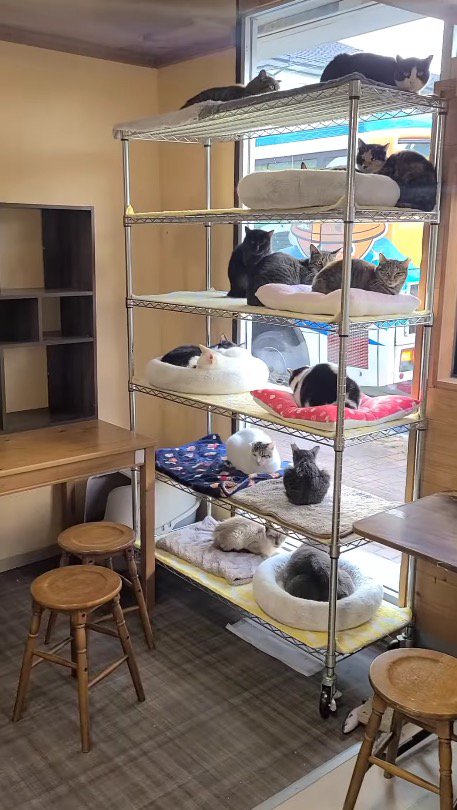 店内の左側に設置されたラックに乗る猫たち