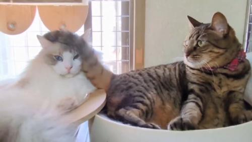 隣の猫のしっぽが頭に乗る猫