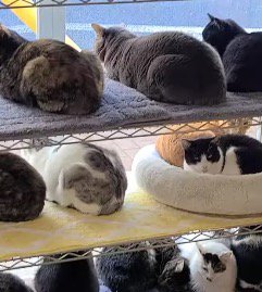 ラックに乗って外を眺めるたくさんの猫