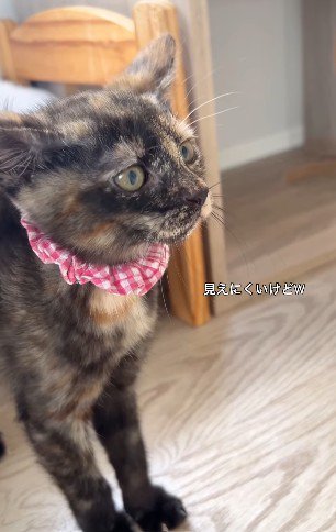 威嚇している猫の顔