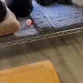 『猫カフェ』の窓際にある『ラック』を見ると…284万再生された『圧巻の光景』に「すごいの一言」「ショーケースに並ぶケーキみたいw」の声