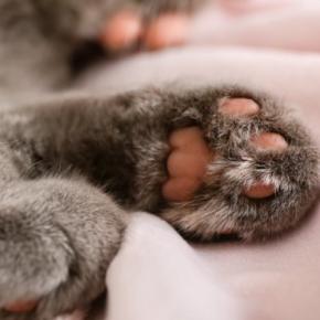 猫の『肉球の色』をみれば性格が分かる?4つのカラーごとの傾向や毛色との関連性まで