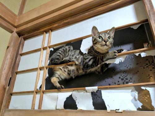 障子の桟にしがみつく猫