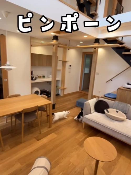 逃げる2匹の猫