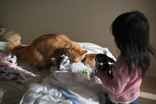 タオルの上でじゃれつく二匹の猫と女の子
