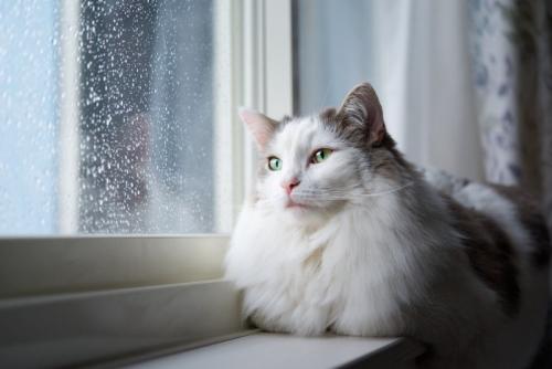 雨の日に窓の隣に座っている猫