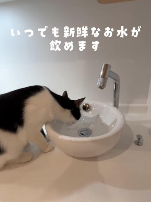 水を飲む猫