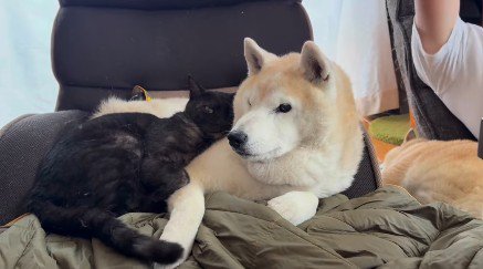 犬を押さえつける猫