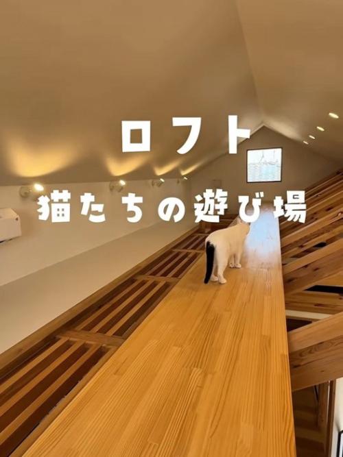 ロフトを歩く猫