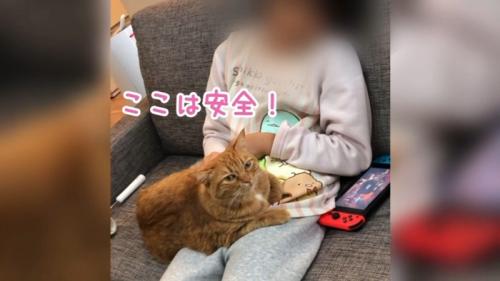 猫をひざにのせた女の子