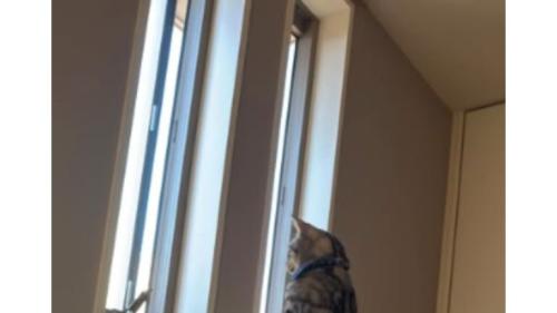 二足立ちの猫