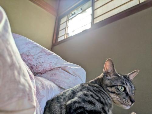 朝日が入る障子の穴と布団のそばにいる猫