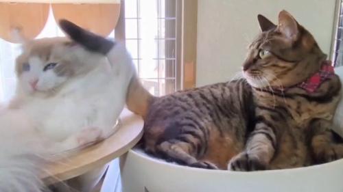 しっぽを振り払う猫