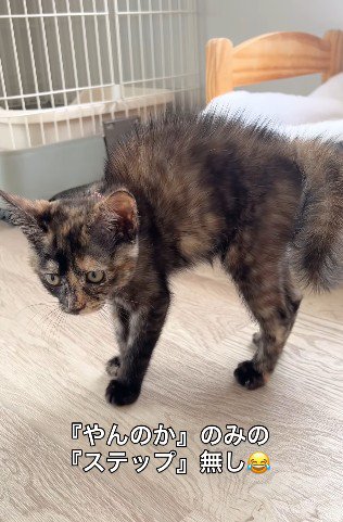 全身逆毛を立てる猫