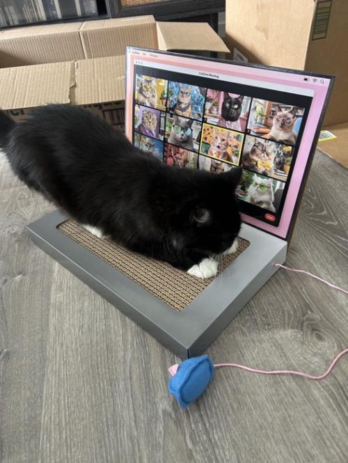 爪とぎをする猫