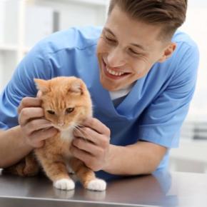 猫の寿命を伸ばすには『飼い方』が重要？　長生きにつながる5つのポイントや注意点まで解説