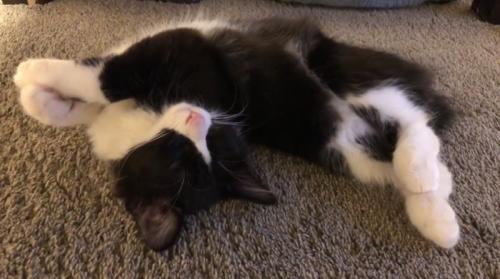 変な寝方で寝る子猫