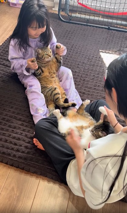 仰向けで抱っこされる2匹の猫2