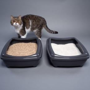 猫が快適だと感じる『最高のトイレ』の条件4つ　環境を整えるべき理由や改善のコツ