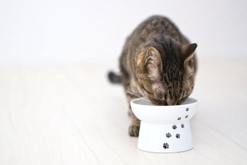 猫のごはん