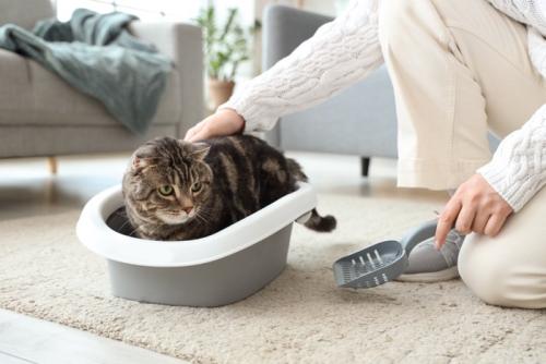 トイレに入る猫と人