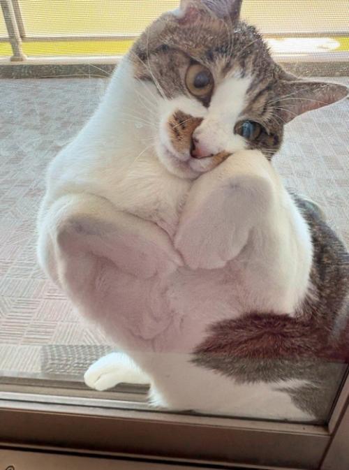網戸と窓の間に挟まっている猫