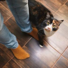 『猫を愛している人』かどうか見抜くためのポイント5つ　実はあなたも周りに気付かれているかも？