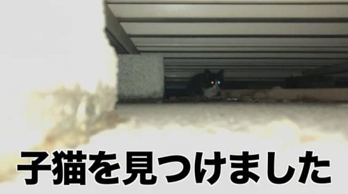 床下にいる子猫