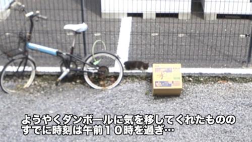 道においてある段ボールと子猫