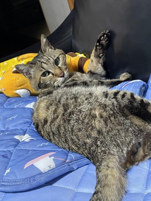 前足をあげる猫