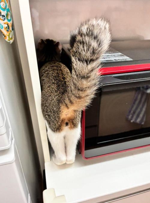電子レンジと壁の隙間に入る猫