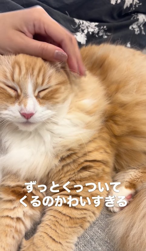 飼い主に寄り添って撫でられている猫