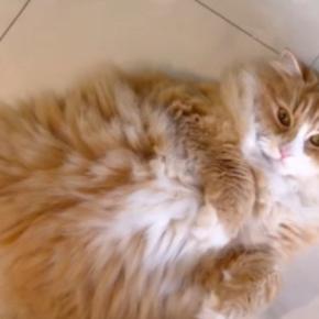 『私が産んだ？』足元にいた猫を撫でようとしたら…悶絶必至の『まさかの行動』が159万再生「ケリケリかと思ったらｗ」「声出た」