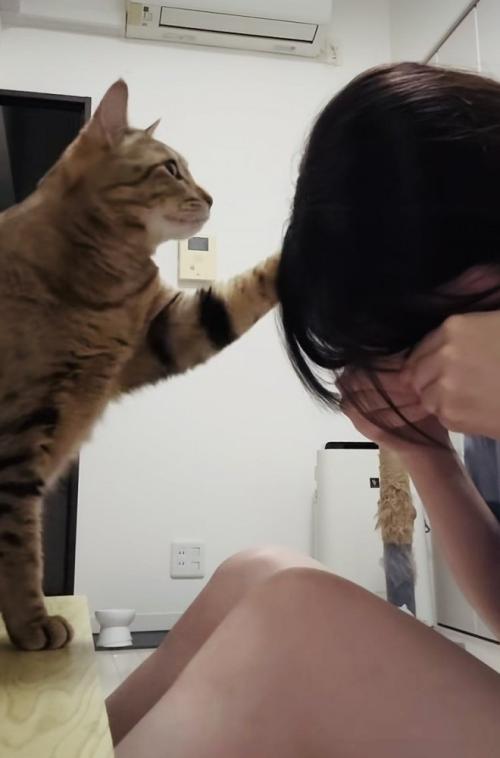泣き真似をする飼い主さんを慰めるキジトラ猫
