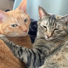 猫を多頭飼いするときに考えたい『年齢差』に関すること3つ　相性の良し悪しや新たに迎えるときの注意点も