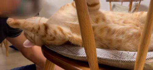 椅子の上でくつろいでいる猫