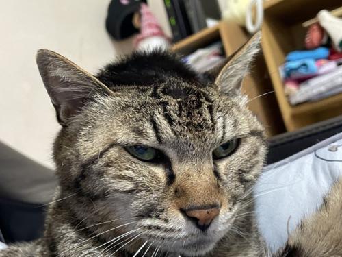 頭の毛が逆立っている猫