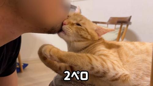 人のあごにほおずりをしている猫