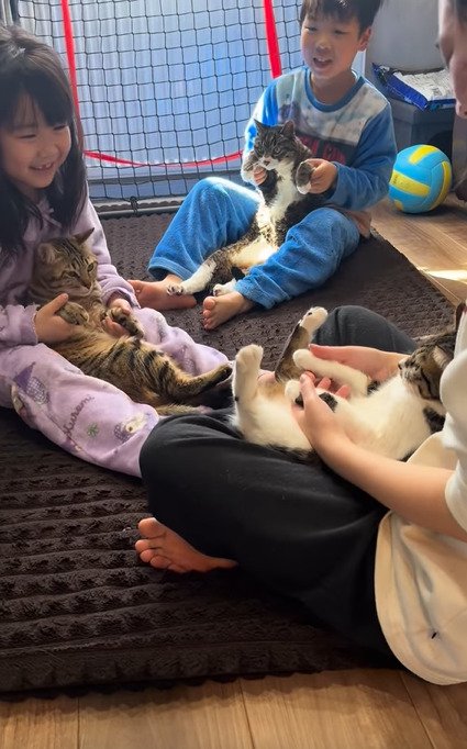抱っこされる3匹の猫2