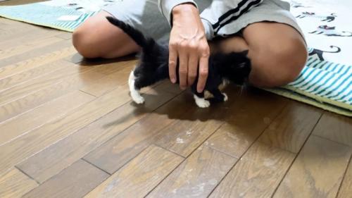 キャッチ