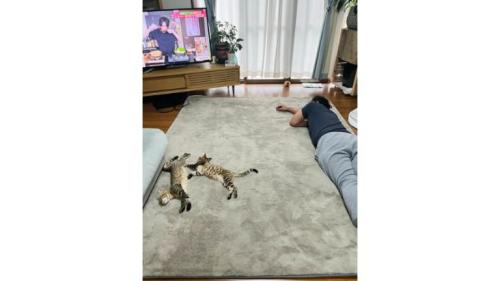 猫と男性