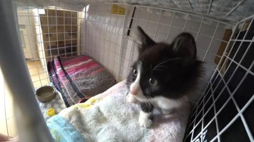 ケージの中にいる子猫
