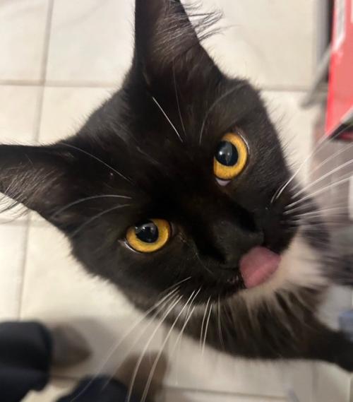 猫の顔