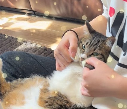 顔の横に手を置くポーズの猫