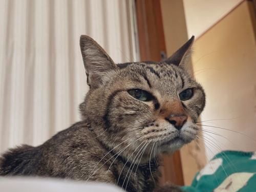 前を見ている猫の顔