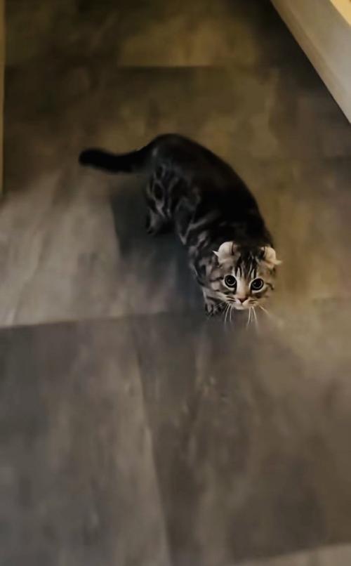 飼い主さんを見るキンカロー