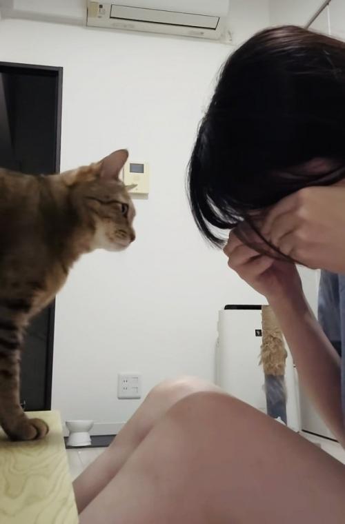 泣き真似をする飼い主さんを慰めるキジトラ猫